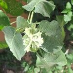 Solanum abutiloides Folha