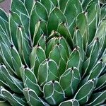 Agave victoriae-reginae Folla