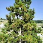 Pinus heldreichii Coajă