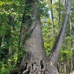 Nyssa aquatica Bark