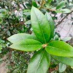Myrtus communis Leaf