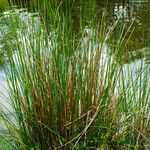 Juncus effusus List
