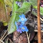 Myosotis sylvatica Fula