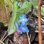 Myosotis sylvatica 花