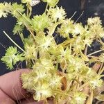 Valeriana eriocarpa Flower