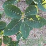 Dais cotinifolia Φύλλο