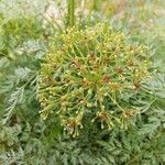 Sphallerocarpus gracilis Flower