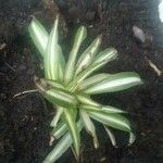 Chlorophytum comosumBlad