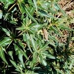 Xanthium spinosum Habitus