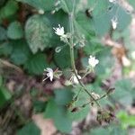 Circaea lutetianaFlower