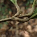 Rothmannia whitfieldii Leaf