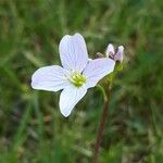 Cardamine pratensisBlüte