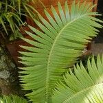 Dioon spinulosum Leaf