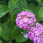 Lantana camaraफूल