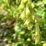 Aconitum vulparia Цветок