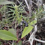 Alyxia caletioides Habit