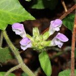 Prunella hastifolia Fula