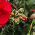 Pelargonium zonale Altro