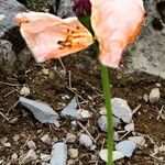 Papaver lateritium