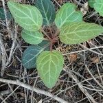 Pyrola picta Leaf