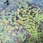 Nymphaea lotus Blatt