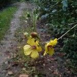 Verbascum blattaria Flor
