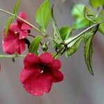 Diascia vigilisFlor