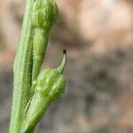 Rapistrum rugosum Fruit