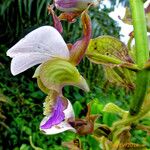 Eulophia horsfallii Flower