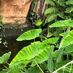 Alocasia macrorrhizos Ліст