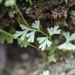 Anogramma leptophylla Leaf