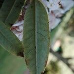 Rhododendron argyrophyllum Leaf