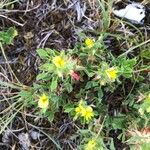 Ononis pusilla Hoja