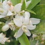 Citrus sinensis Blomst