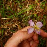 Heterotis decumbens Blüte