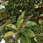 Ficus elastica List