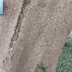 Aesculus turbinata Bark
