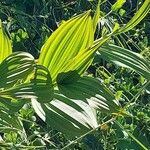 Veratrum album Hoja