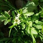 Cardamine flexuosaFlower