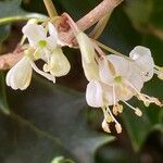 Osmanthus heterophyllusFlower