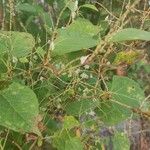Reynoutria japonica Кветка
