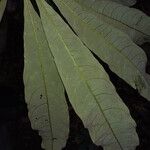 Eriotheca longitubulosa Hoja