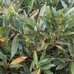 Prunus laurocerasusBlodyn