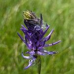 Phyteuma betonicifolium Flor