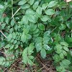 Polemonium reptans Liść