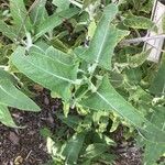 Salvia canariensis Leaf