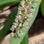 Pinalia floribunda