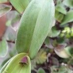 Tradescantia cerinthoides Feuille