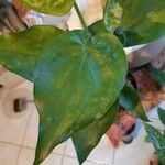 Alocasia cucullata Листок