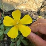 Tuberaria lignosa Flower